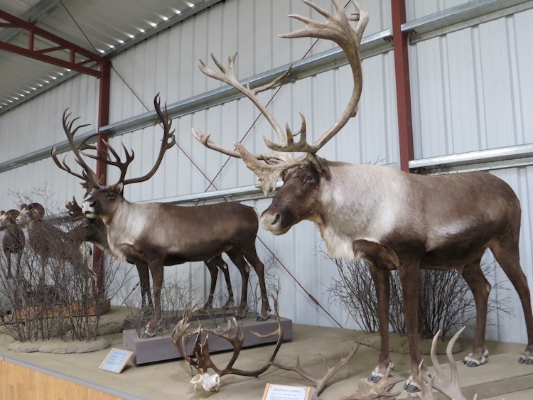 taxidermied animals at Caribou Crossing Museum