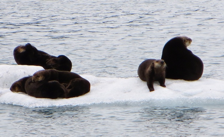 Fur Seals basking on ice floe