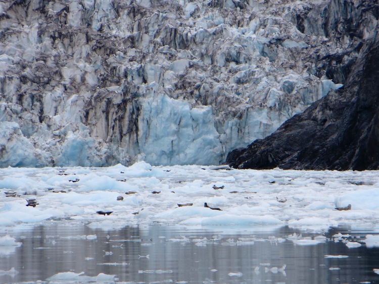 Seals and Sea Lions at Surprise Glacier