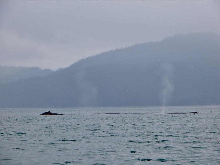 Whales in Icy Strait Point