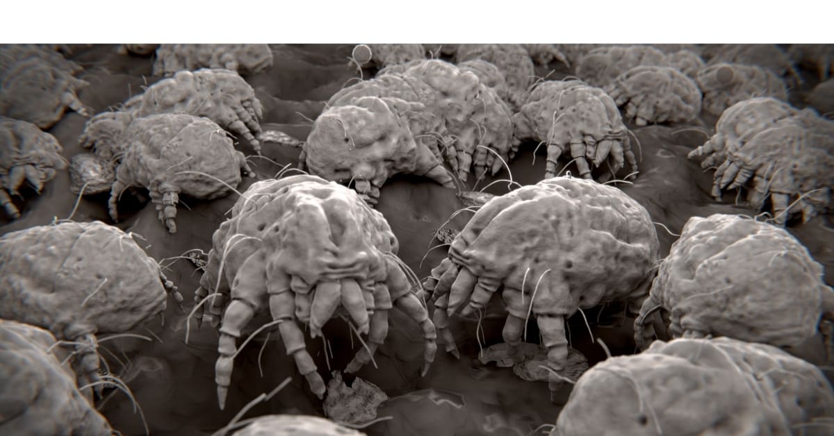 microscopic image of dust mites - the reason you shouldn't make your bed first thing in the morning