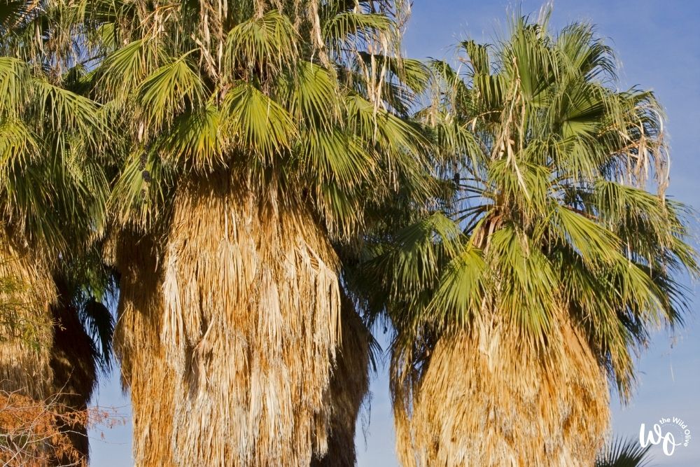 Unpruned Palms | How to Flourish Like the Palm Tree