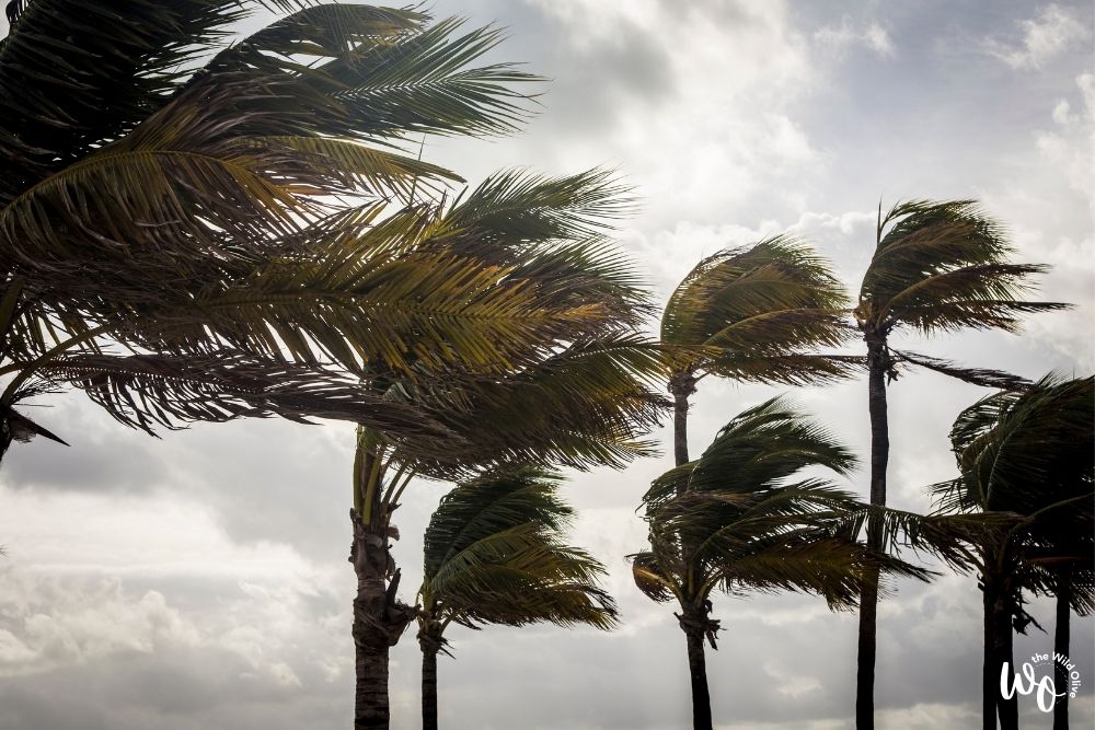 Palms in storm winds | How to Flourish Like the Palm Tree