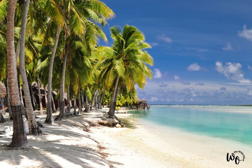 Palms on a beautiful white sand beach