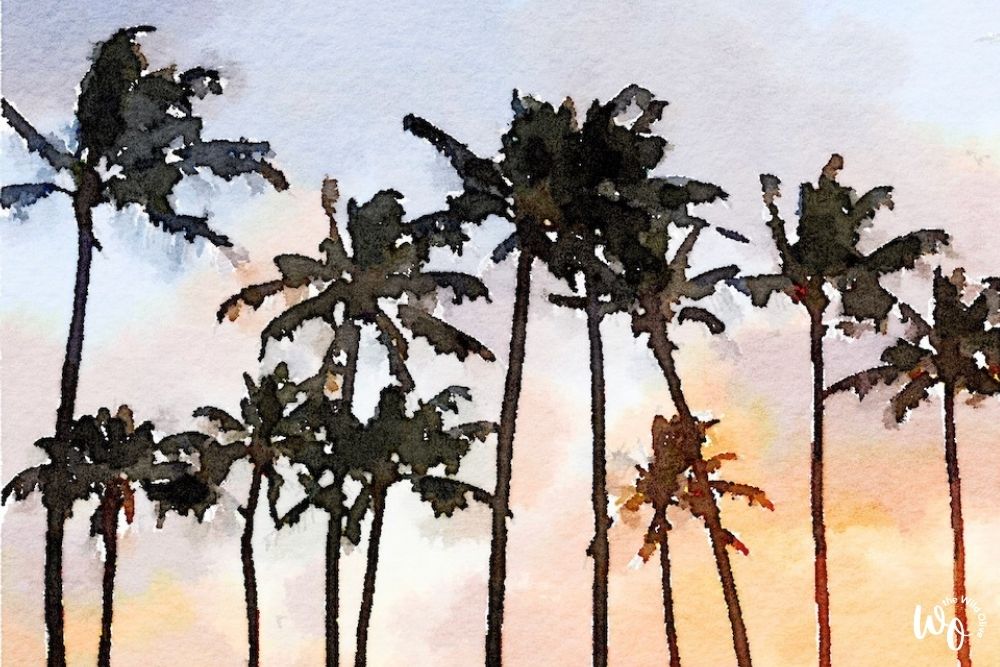 Waterlogue Palm Trees featured image for article on how to flourish like the palm tree Ps 92:12
