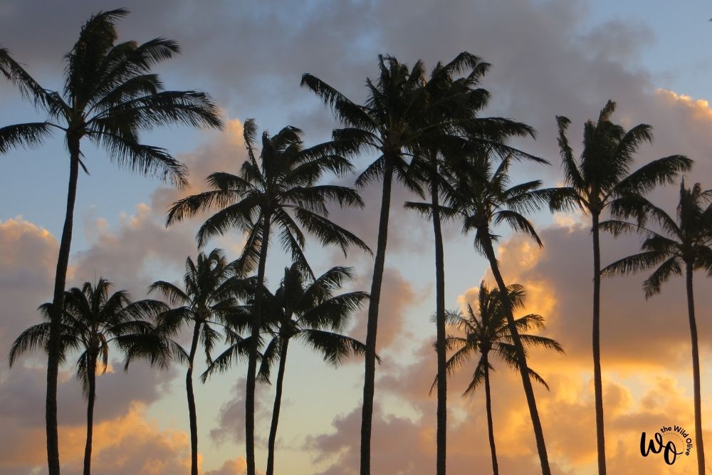 Palm trees at sunset Poipu Kauai